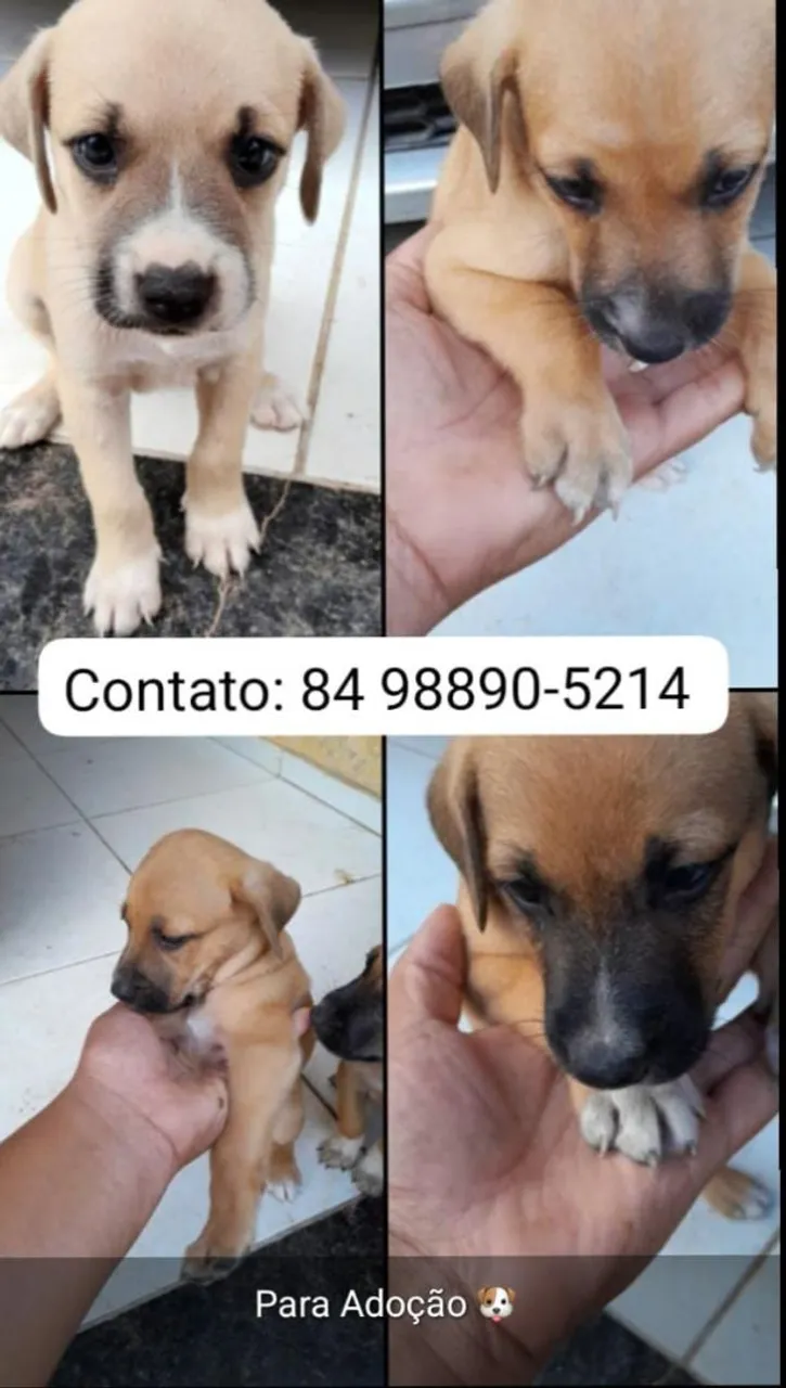 Filhotes para adoção