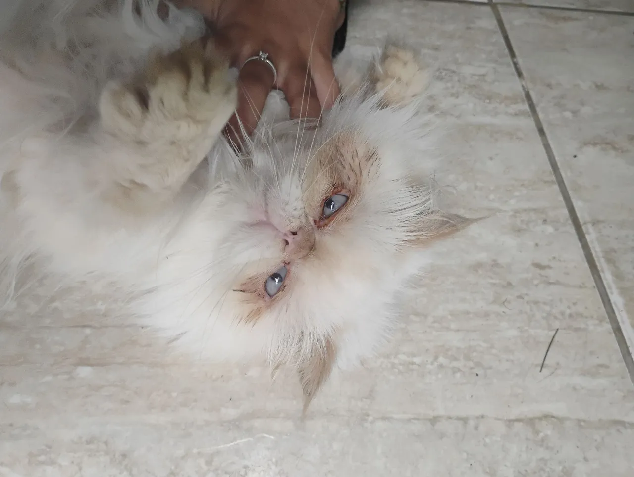 Gatinho Persa fêmea