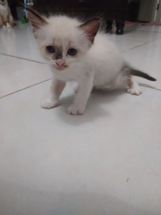 Gatinho Siamês disponível para adoção - Foto 3