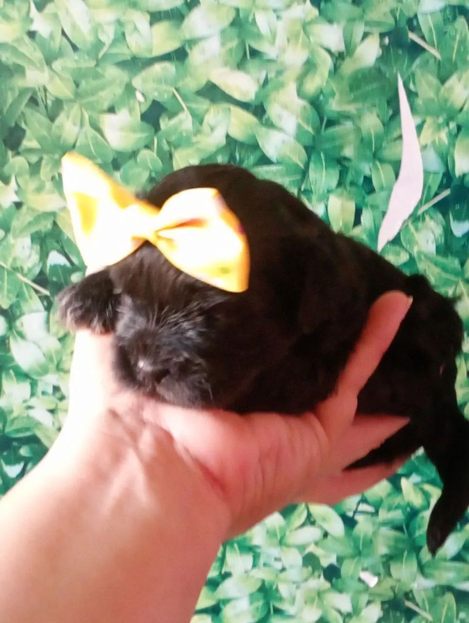 Shihtzu com poodle fêmea  - Foto 4