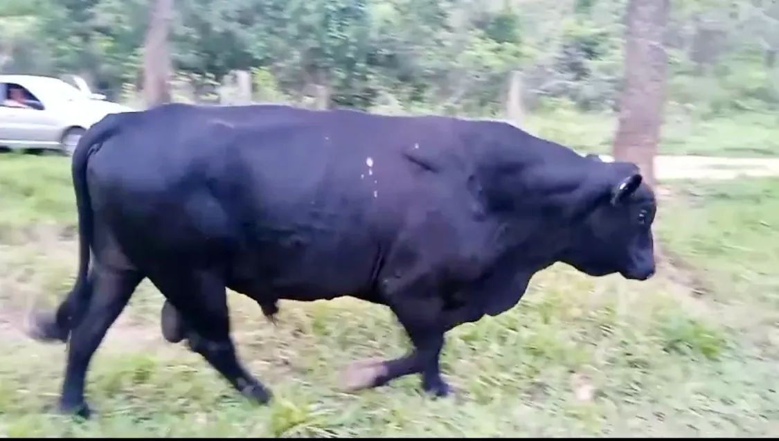 Vendo reprodutor Angus registrado 