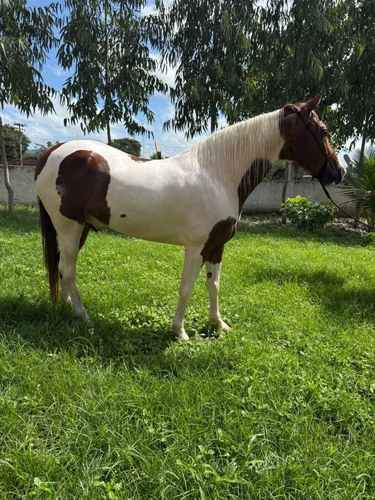 Cavalo Paint Horse