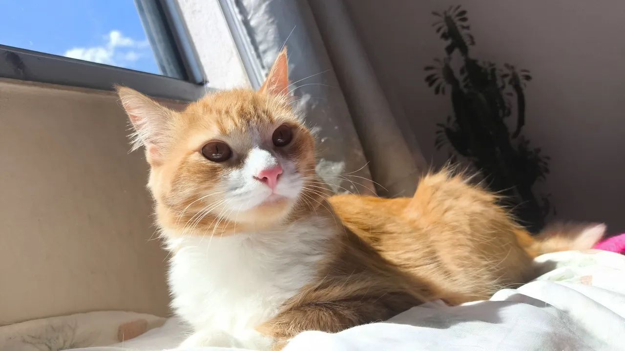 ADOÇÃO RESPONSÁVEL  - Foto 5