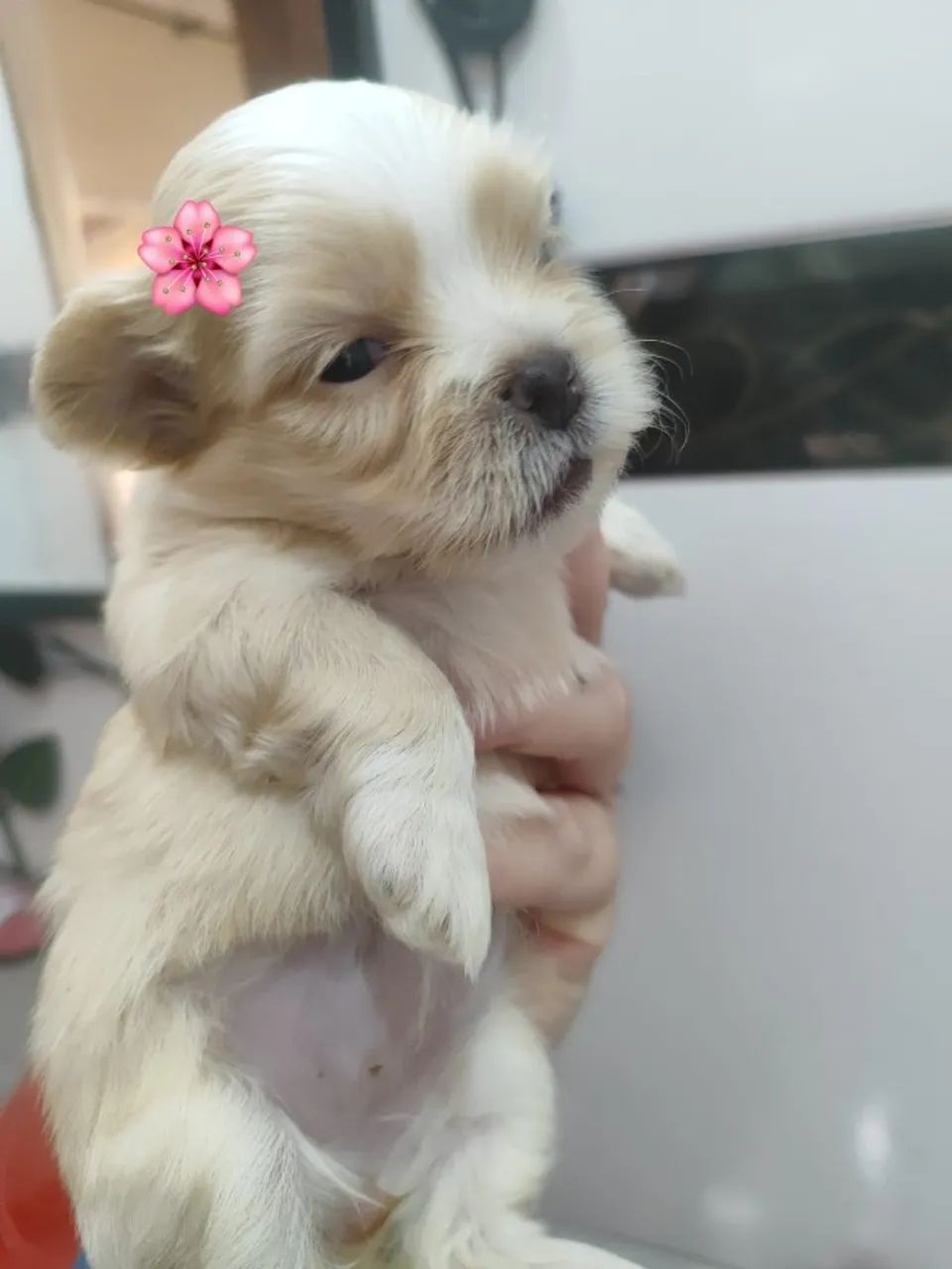 lindos filhotes de shih tzu mini vale a pena conferir  - Foto 3