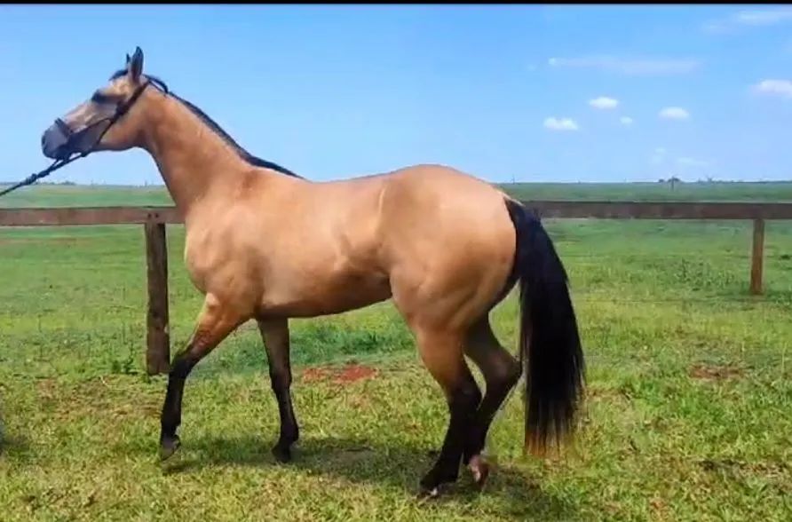 Quarto de milha - Foto 2