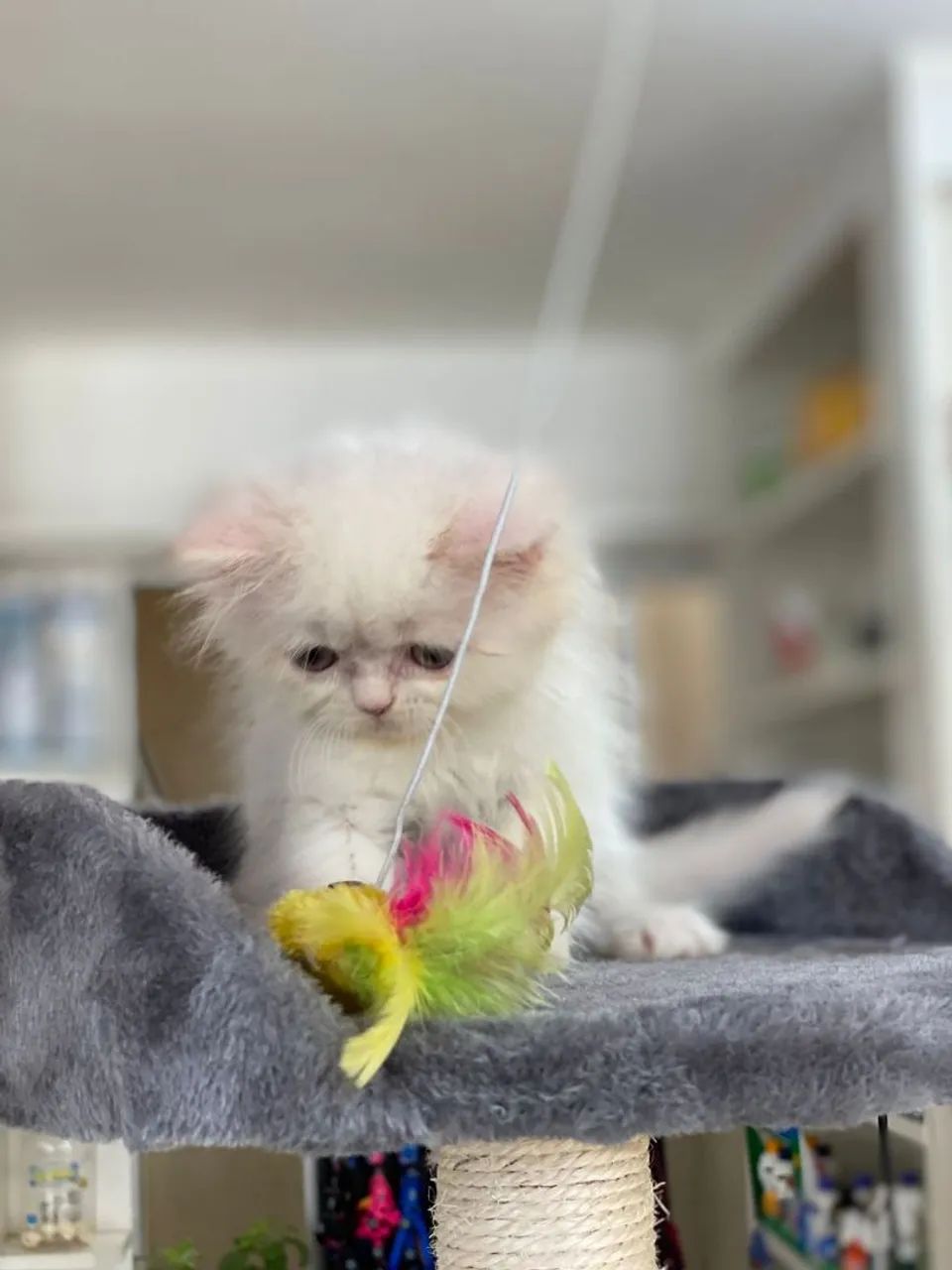 Fofinhos gatos persas  branquinhos.  - Foto 4