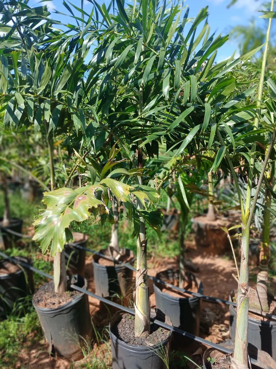 Palmeira rabo de raposa 1.5 de altura  - Foto 4