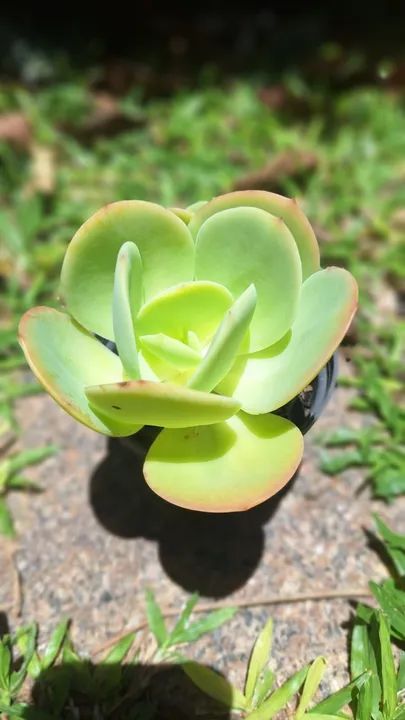 Suculenta Echeveria Hakuhou + Brinde