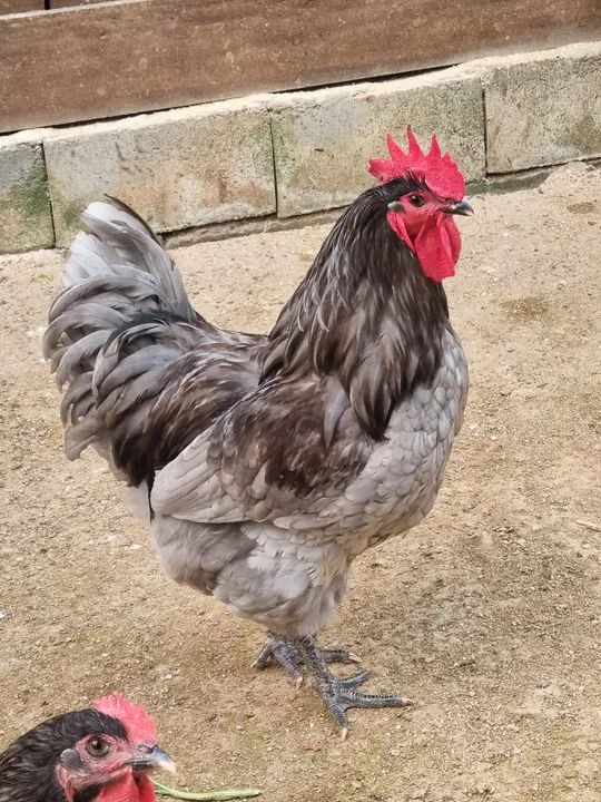 Galos Gigante de Jersey Azul e Negro