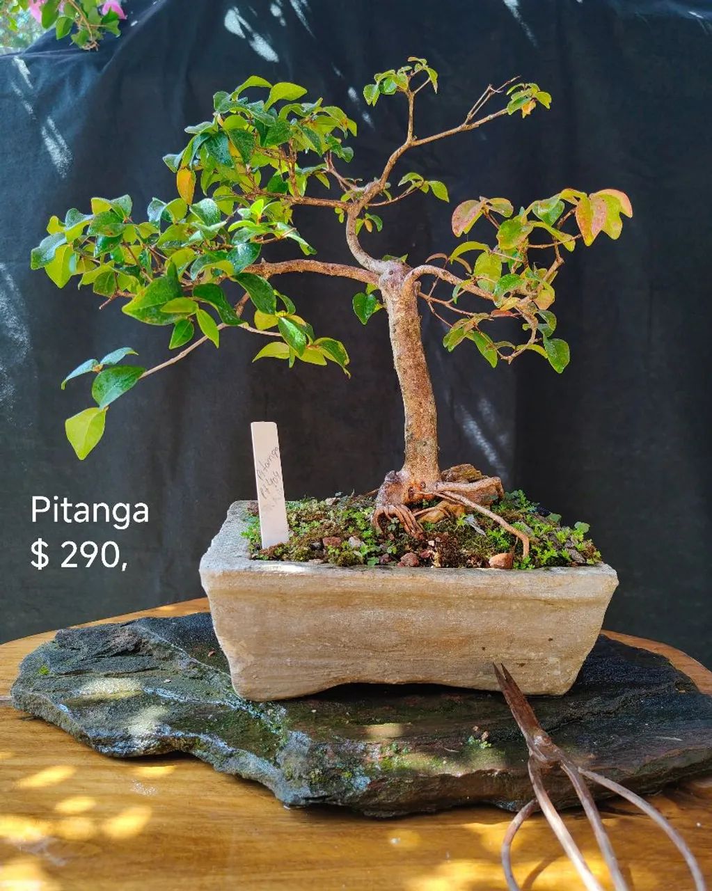 Bonsai pitanga 