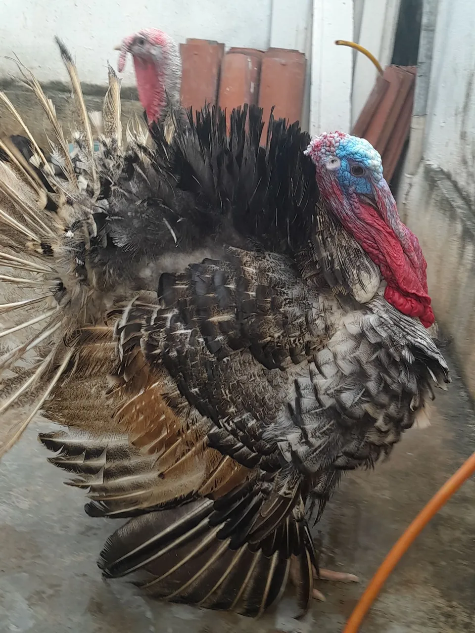 Peru adulto 7kg