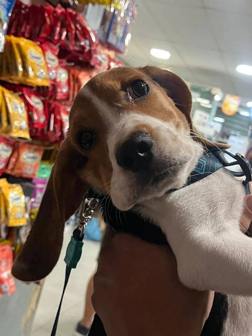 Filhote Beagle 2 meses - Foto 4