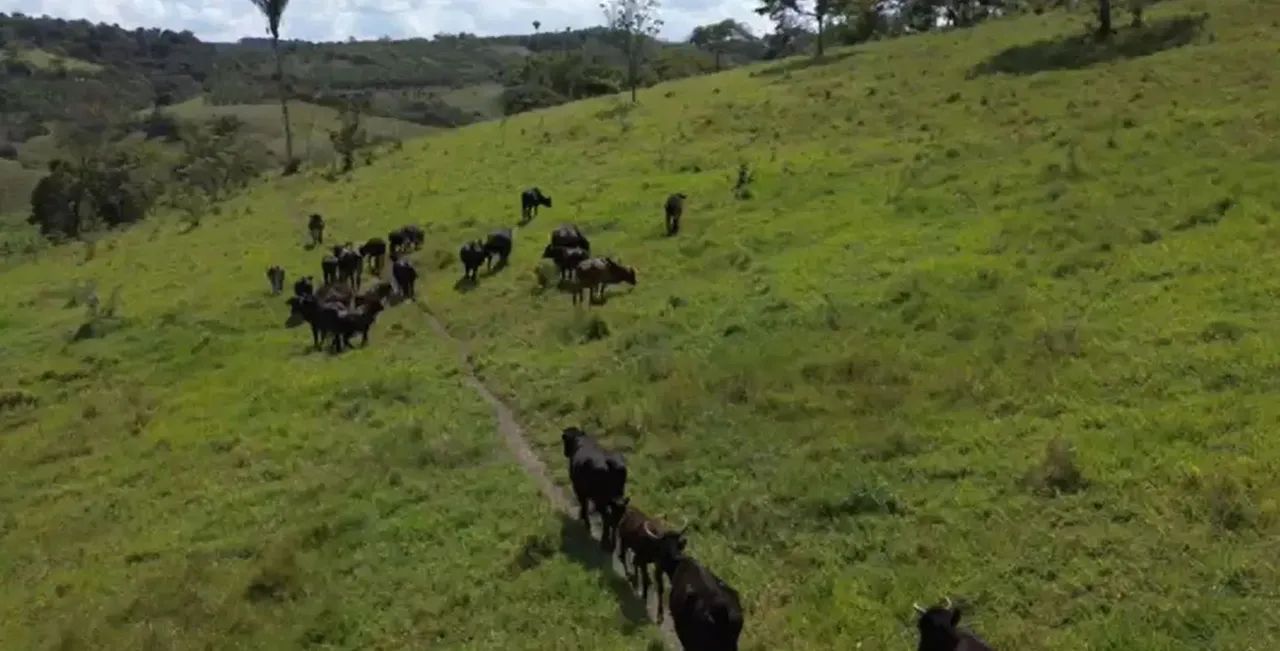 Vende-se excelente fazenda em Canhotinho - PE - Foto 3
