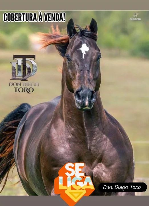 Cobertura a venda do Don Diego Toro - Foto 3