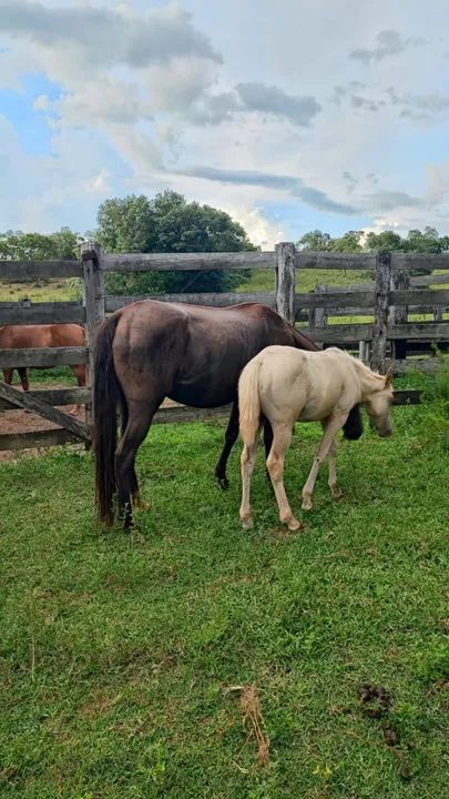 Égua parida - Foto 4