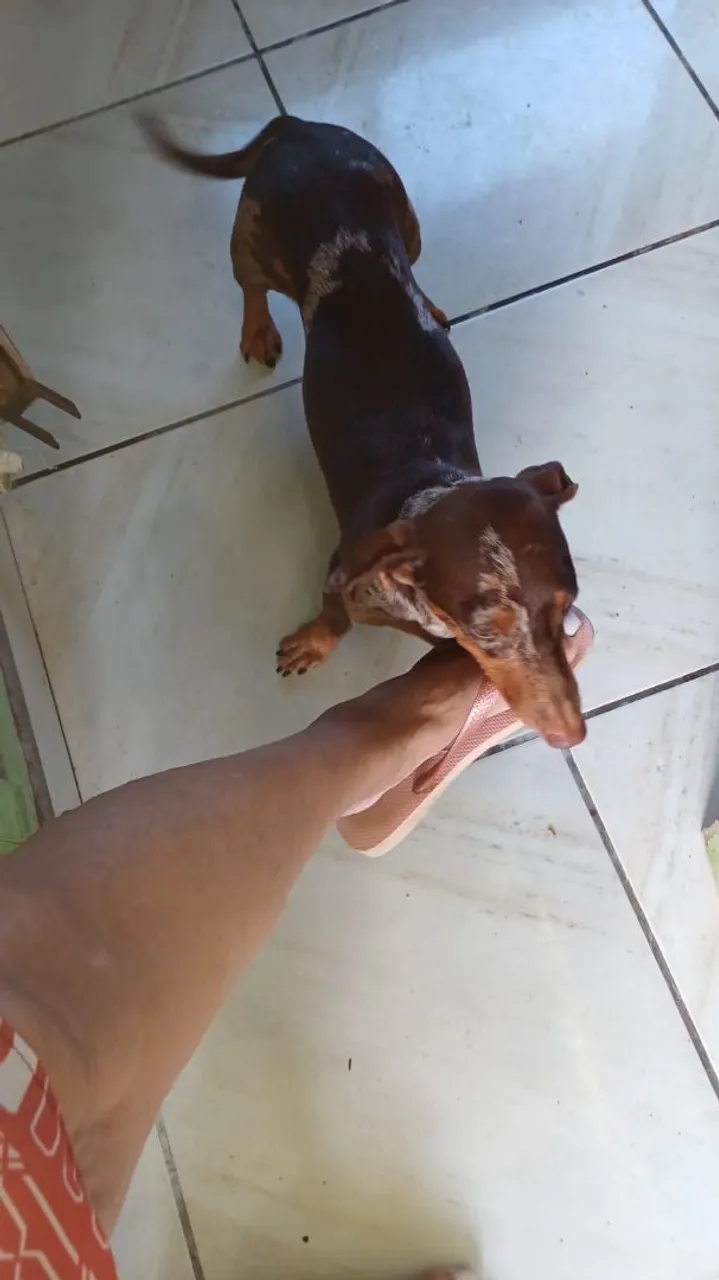 Filhote de Dachshund Adorável