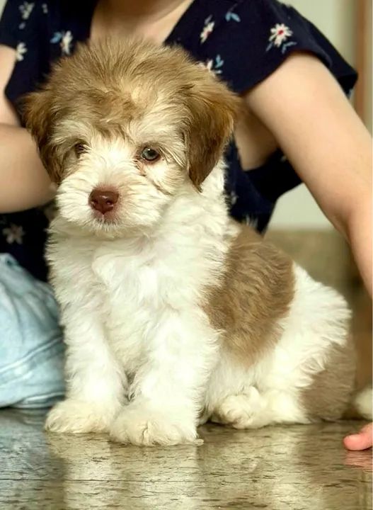 * * * FILHOTE POODLE TOY * * *