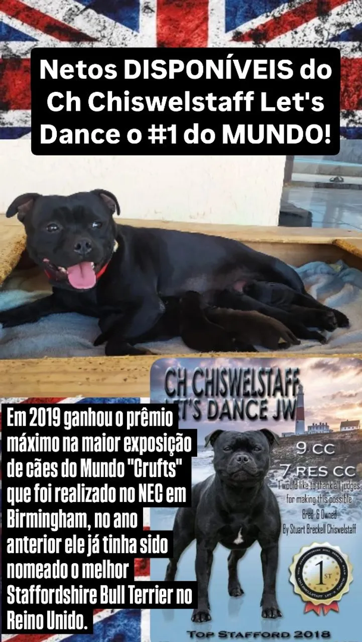 Filhotes de Staffordshire Bull Terrier