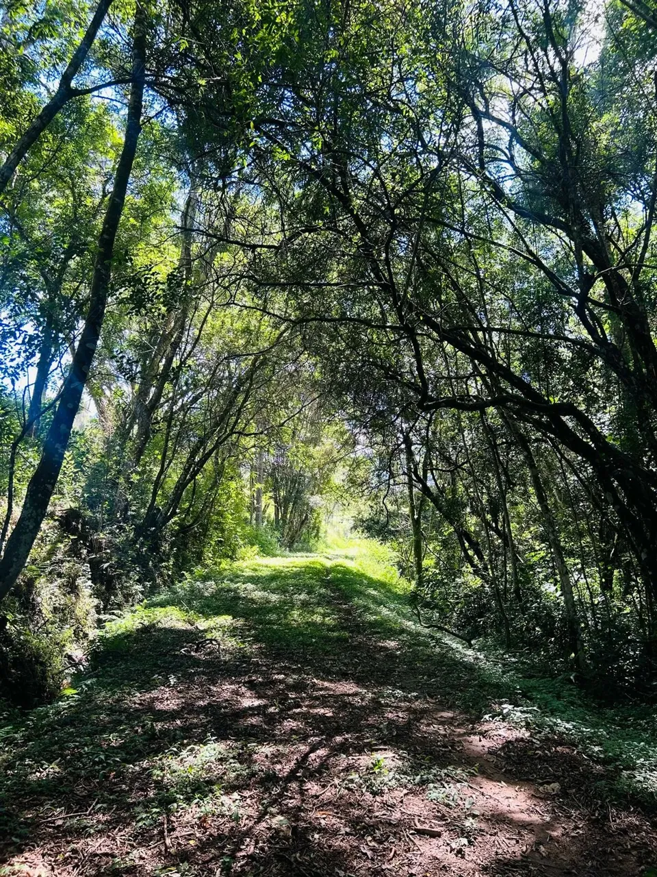 Imóvel para venda com 500 metros quadrados em Lageadinho - Ibiúna - SP