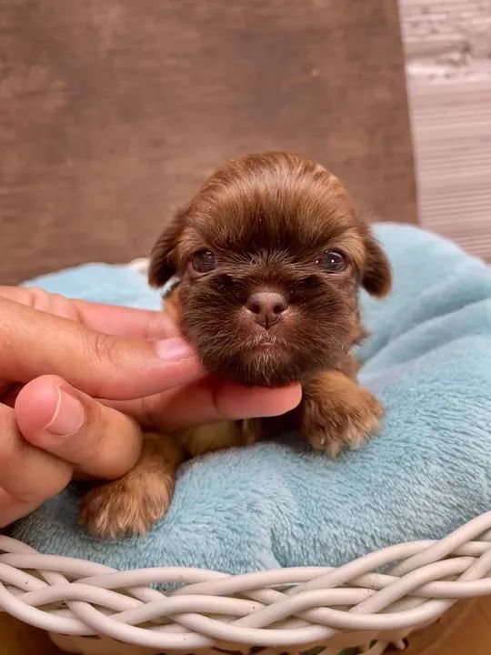 Filhotes Shih Tzu fígado disponíveis 