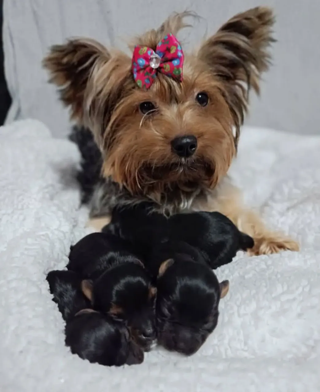 Yorkshire Terrier última filhotinha