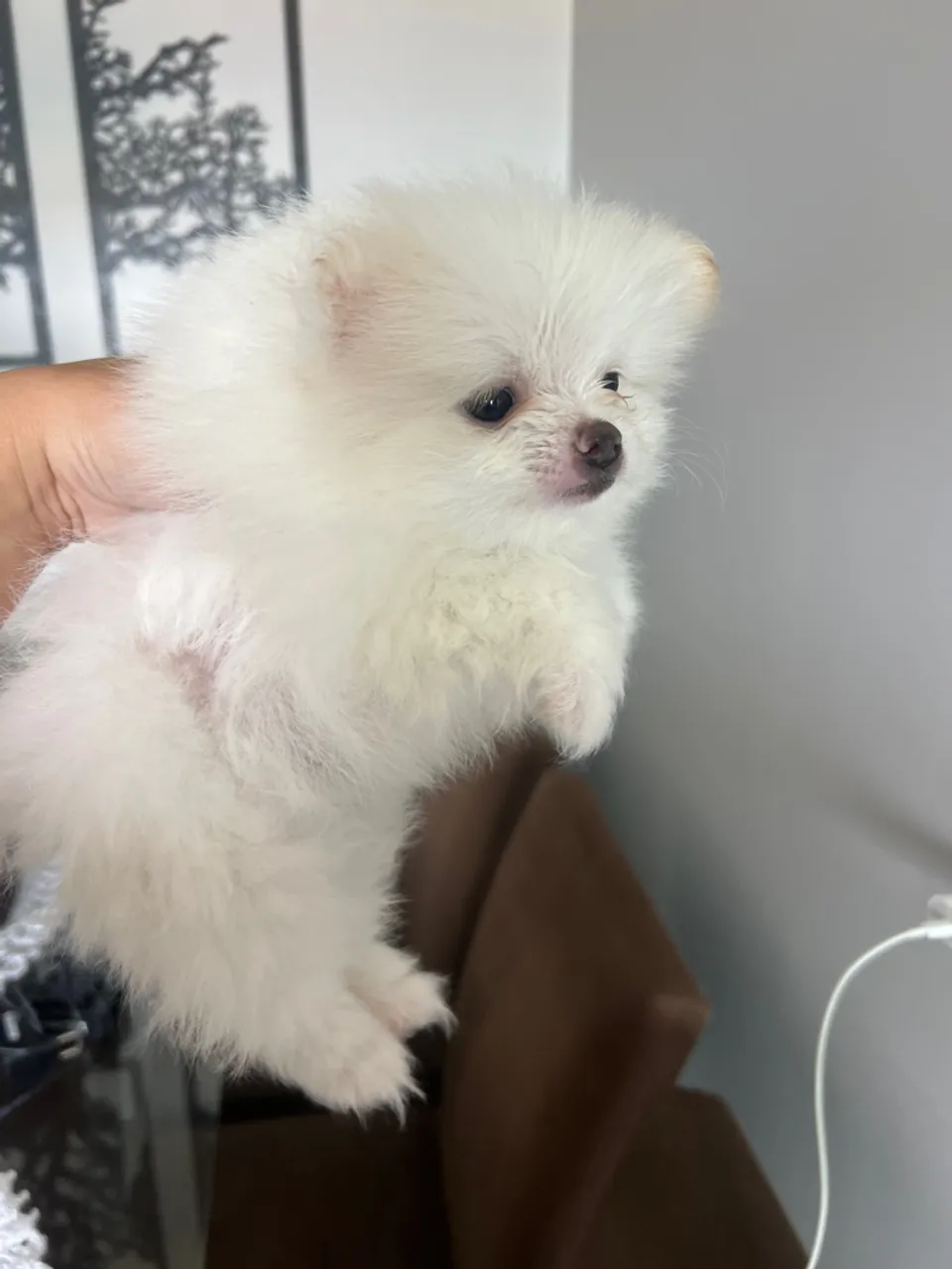 Spitz alemão branco macho