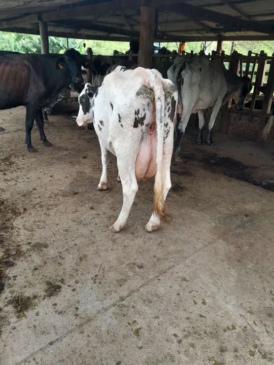 Vaca leiteira   - Foto 5