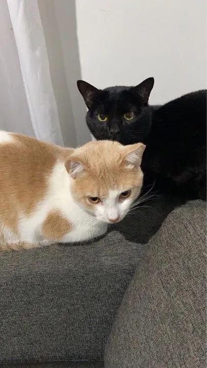 Doação responsável  - Foto 5