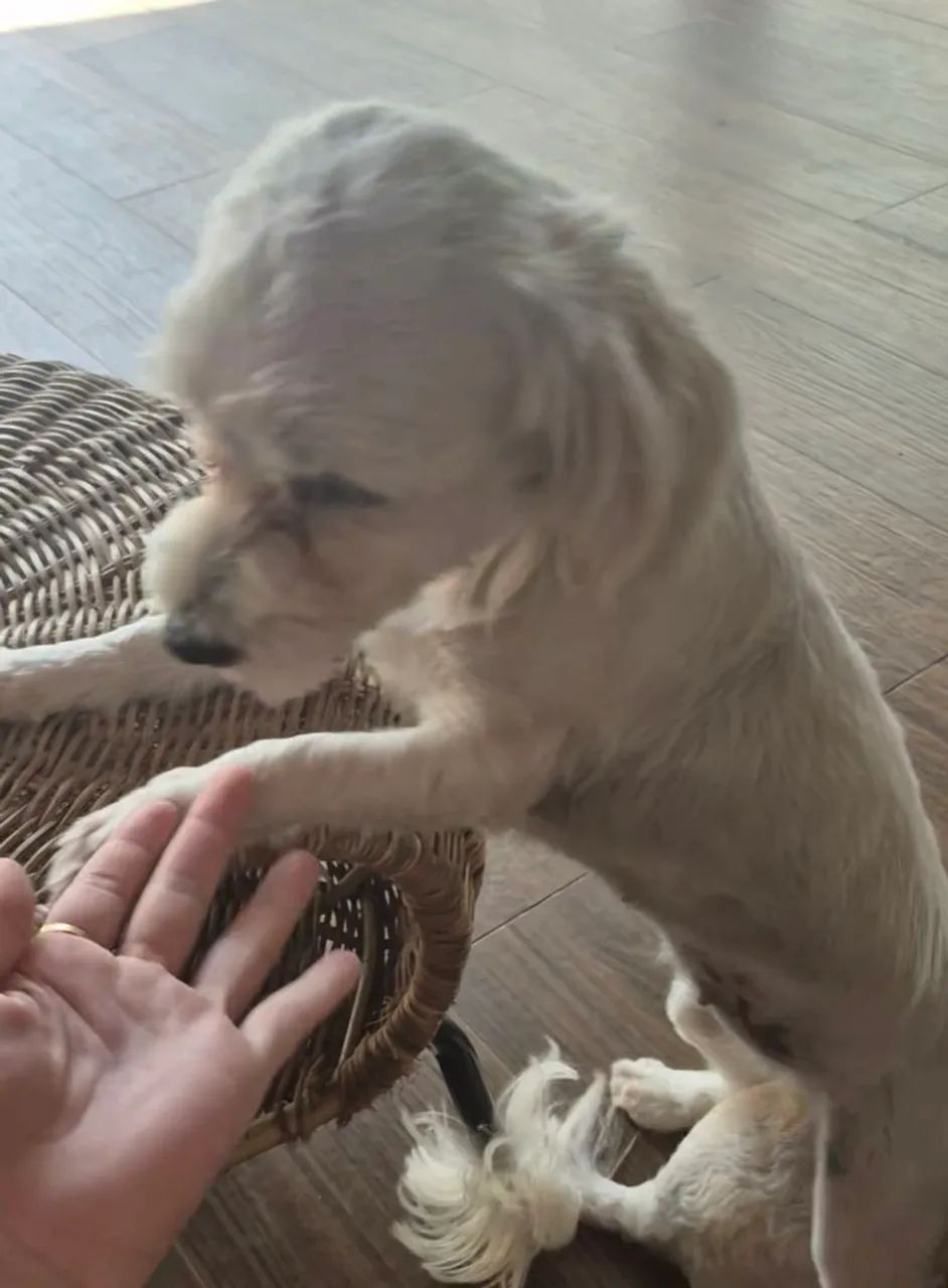 Cachorros pra Doação  shih tzu  - Foto 3