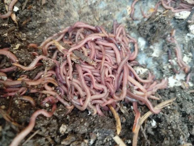 200 Minhocas vermelhas da Califórnia, para compostagem. Não serve para pesca. - Foto 4