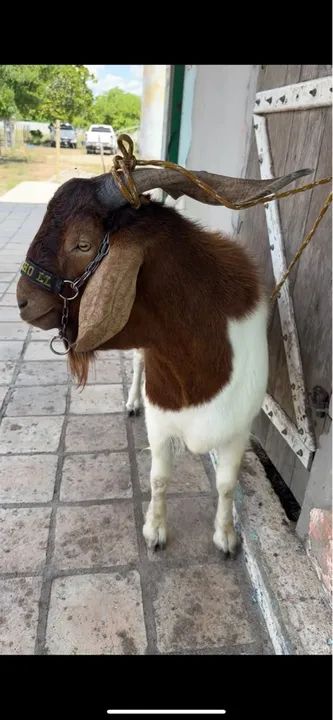 Bode Reprodutor Boer  - Foto 3