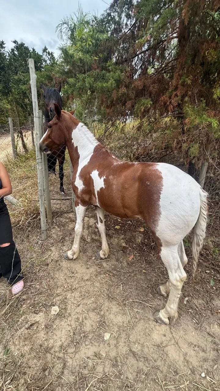 Cavalo mangalarga machador - Foto 3