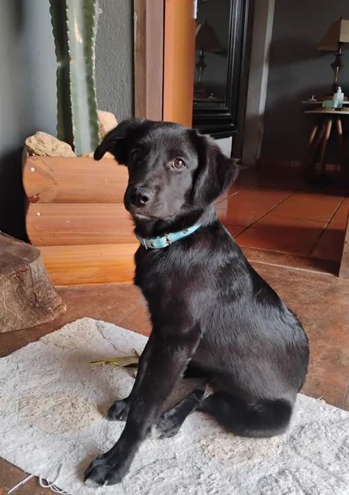 Filhote de Labrador com Golden para DOAÇÃO