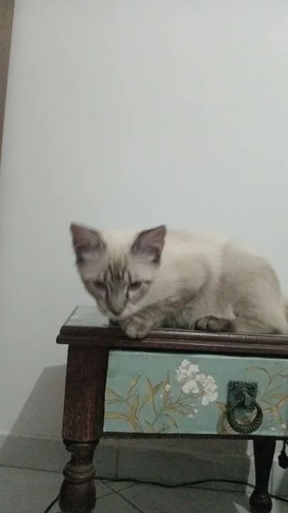 Gato Siamês disponível para adoção - Foto 3