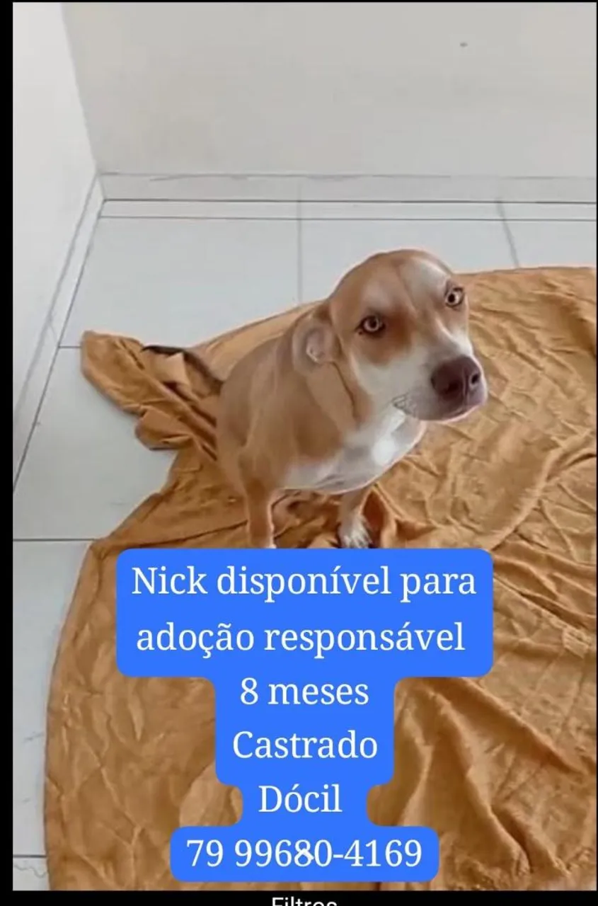 Cachorro Nick para adoção responsável