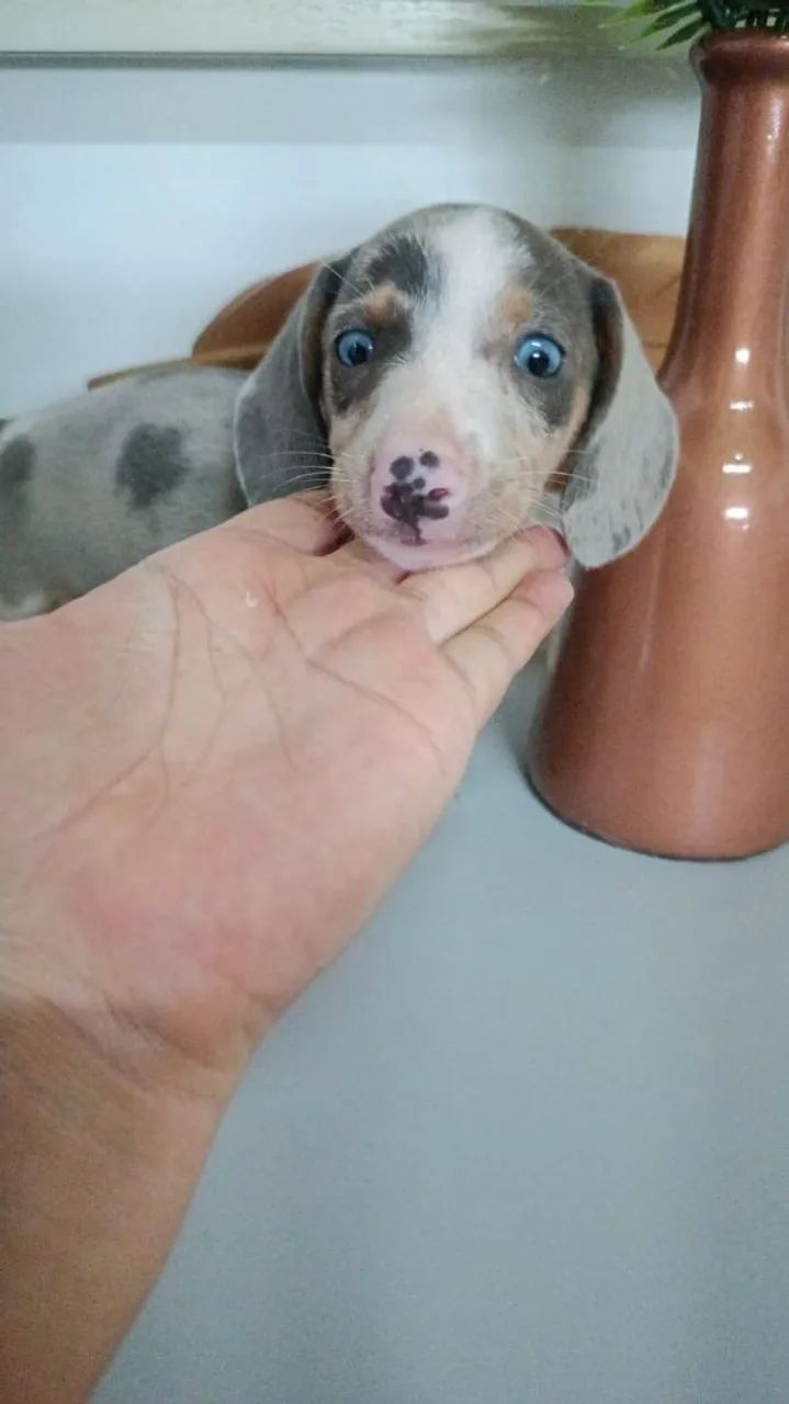 Filhote Dachshund Azul e Branco - Foto 2