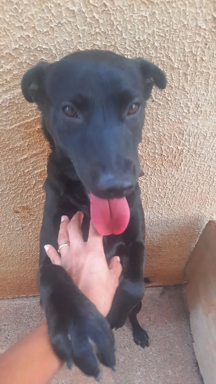 Doguinho preto brincalhão para adoção / doação