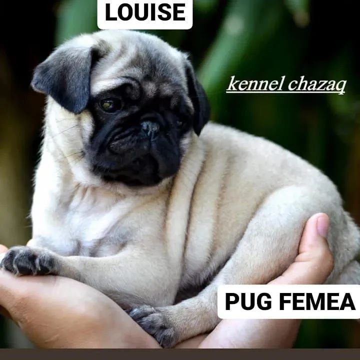 Pug você quer alegria e companhia