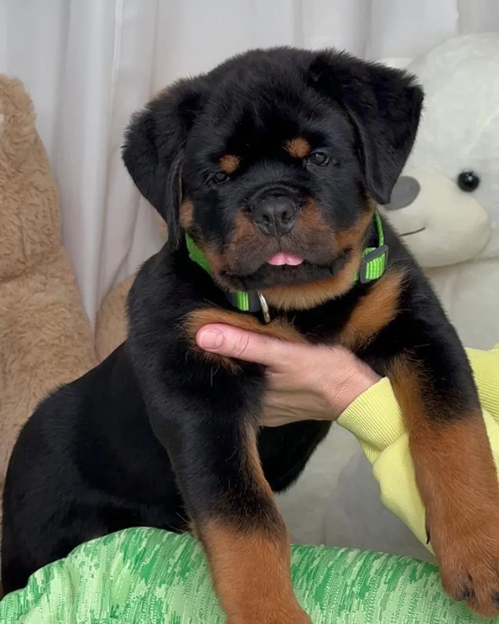 Rottweiler Puppy For Sale Olx Rottweiler Price In Ahmedabad