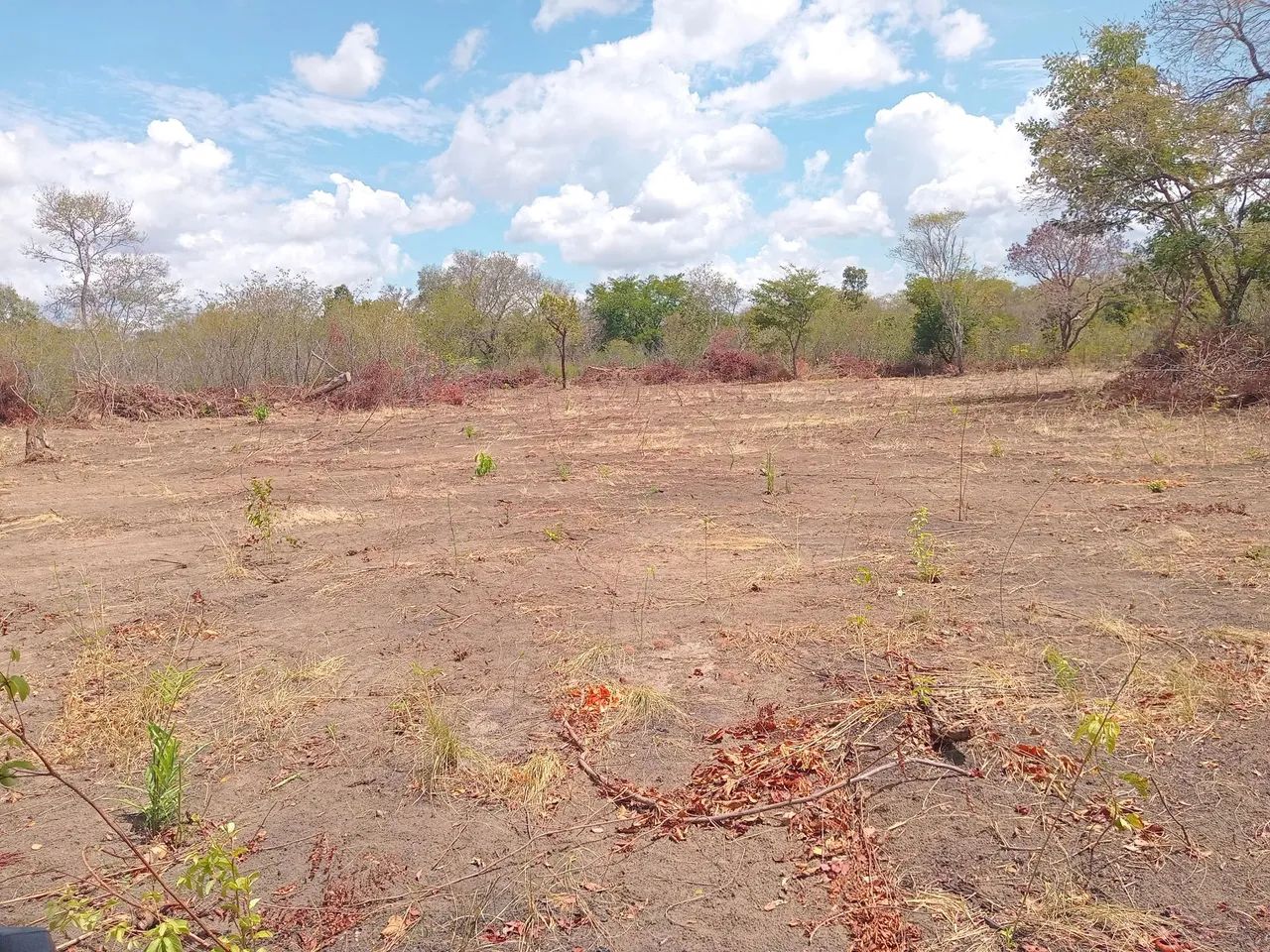 Fazenda  propriedade para soja gado e milho  - Foto 13