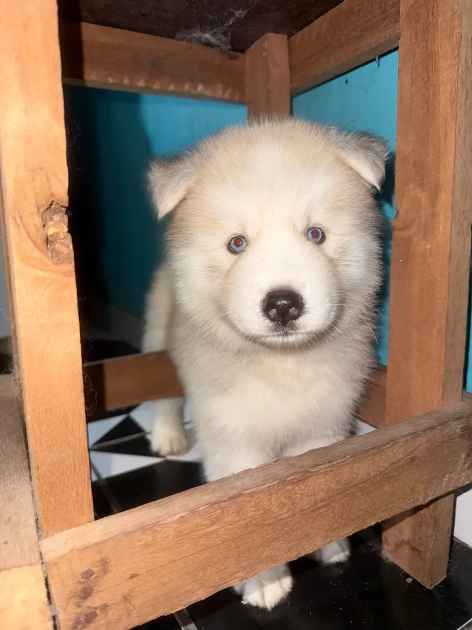 Filhote Husky Siberiano - Olhos Azuis