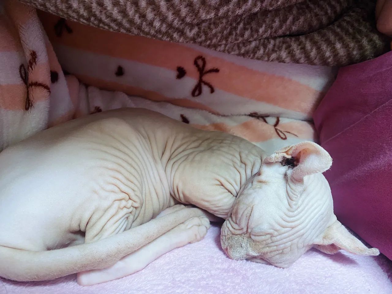 Sphynx - Foto 4
