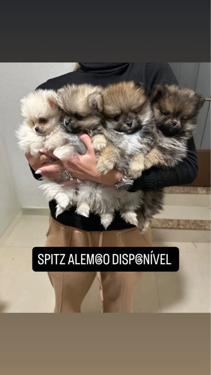 Lindos filhotes de spitz alemão