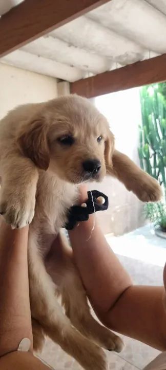 FILHOTES de Golden Retriever 1600 (macho) e 1800 (fêmea) - Foto 4