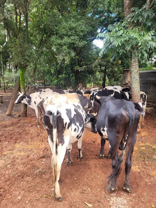 Gado a venda - Foto 2