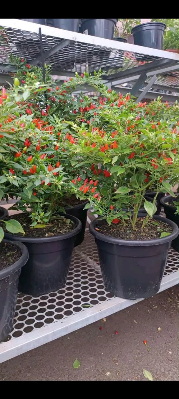 Mudas de Pimenta malagueta