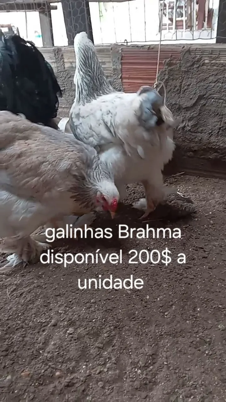 Galinhas Brahma disponíveis