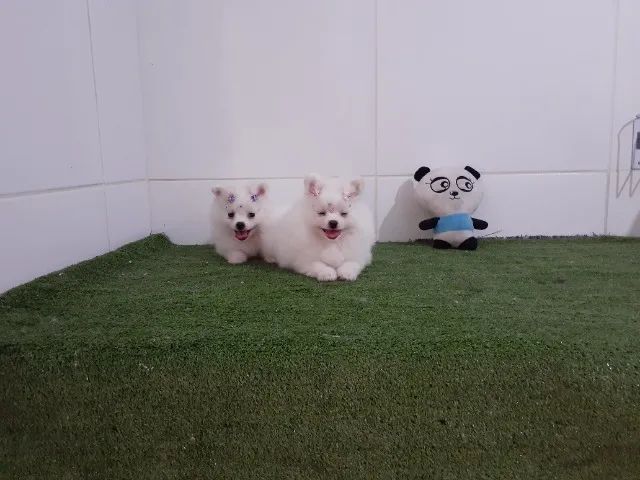 Lindos Lulu da Pomerania anão com procêdencia - macho e fêmea - Foto 2