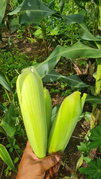 Vendo milho verde. - Foto 3