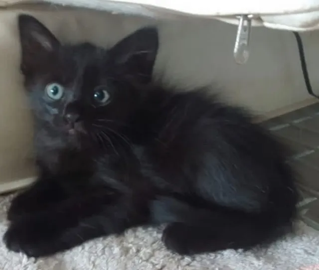 Doação de lindo gatinho de 60 dias